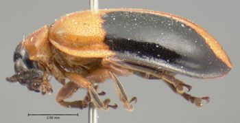 Media type: image; Entomology 19414   Aspect: habitus lateral view